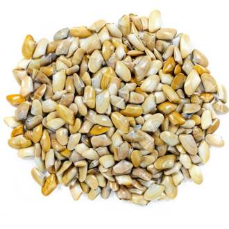 Conquilha do Algarve (kg)