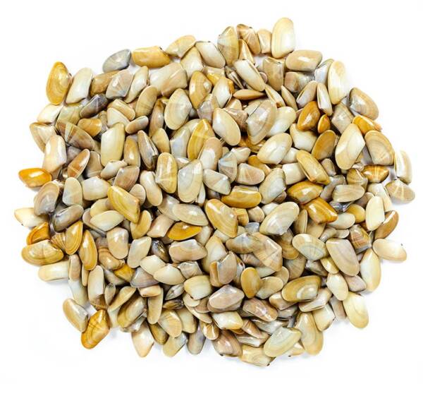 Conquilha do Algarve (kg)