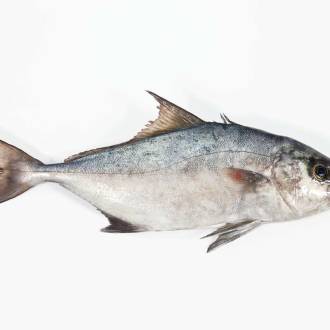 Lírio Selvagem Açores (un)