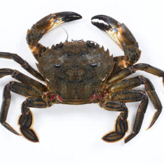 Navalheira (viva) (Kg)