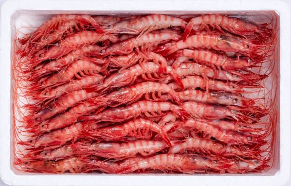 Camarão Vermelho do Algarve 80/100 pcs/kg - caixa 800g