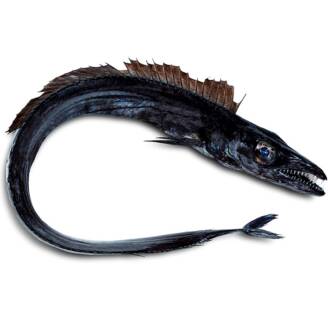 Peixe Espada Preto (un)