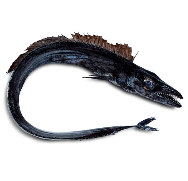 Peixe Espada Preto (un)