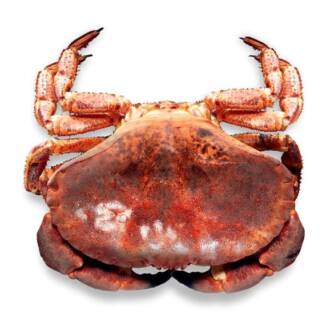 Sapateira (viva) (un)