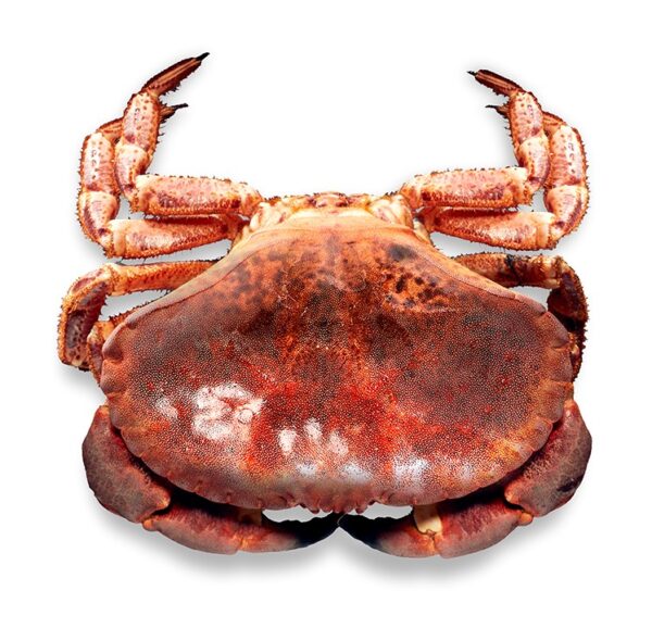 Sapateira (viva) (un)