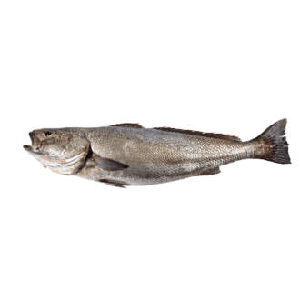 Corvina Selvagem (un)