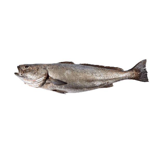 Corvina Selvagem (un)