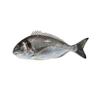 Dourada Selvagem (un)