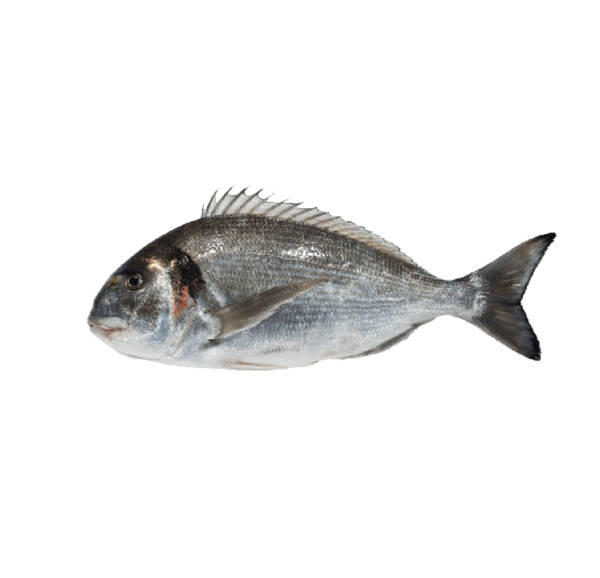 Dourada Selvagem (un)