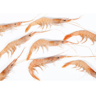 Gamba do Algarve Fresca (500g)