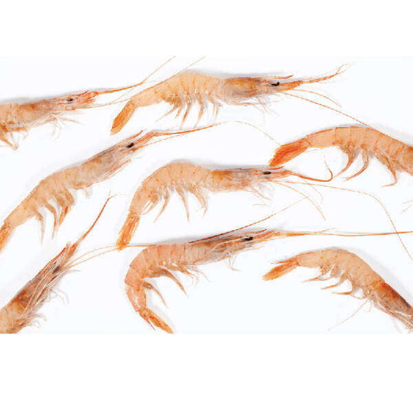 Gamba do Algarve Fresca (500g)