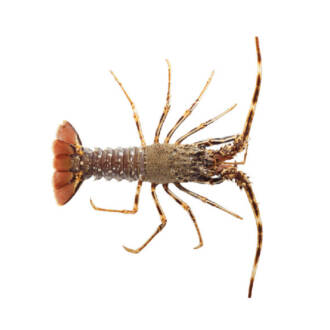 Lagosta Castanha (viva) (un)