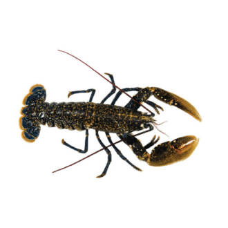 Lavagante Azul (vivo) (un)