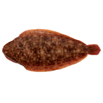 Linguado Selvagem (un)