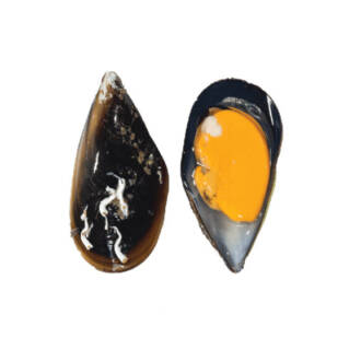 Mexilhão Galego (kg)