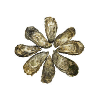 Ostra da Ria Formosa (kg)