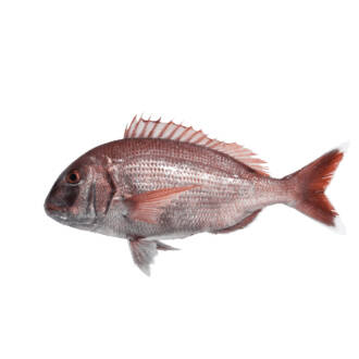 Pargo (un)