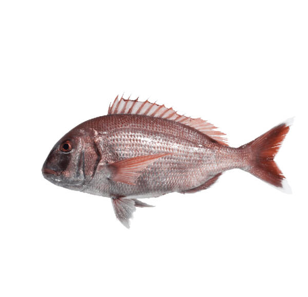 Pargo (un)