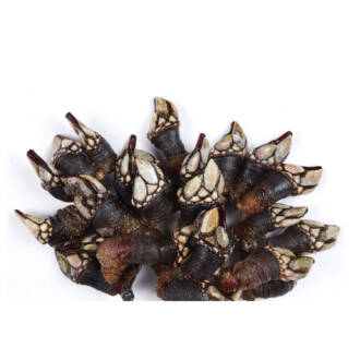 Perceves de mergulho (500g)