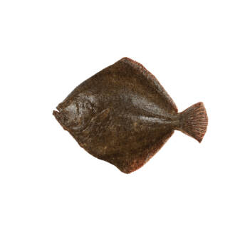 Pregado Selvagem (un)