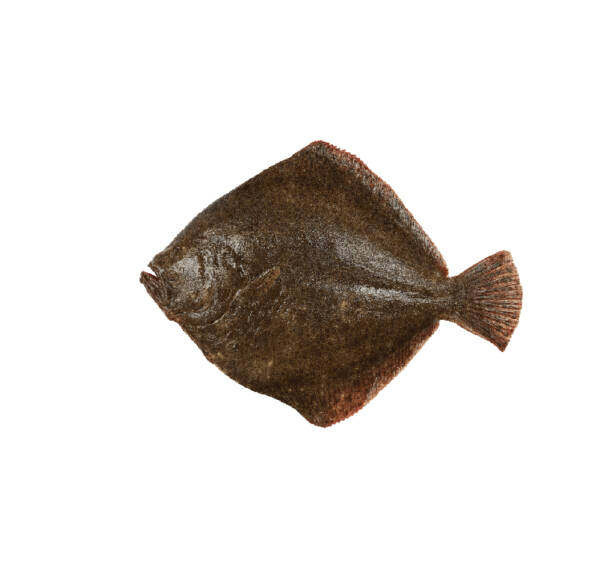 Pregado Selvagem (un)