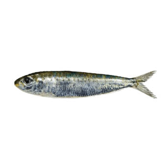 Sardinha (Kg)