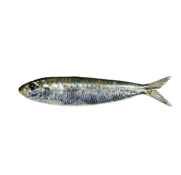 Sardinha (Kg)