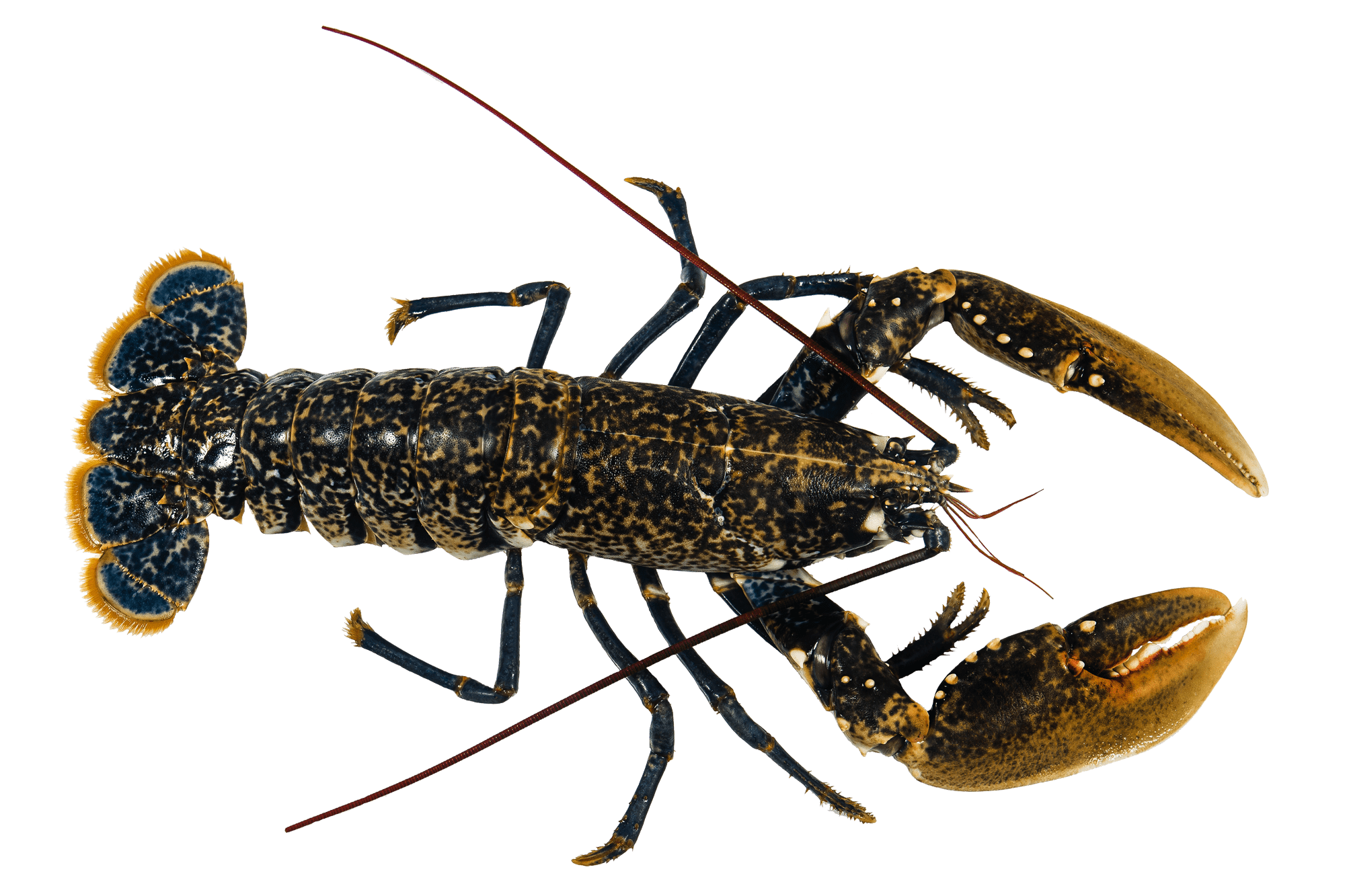 European Lobster