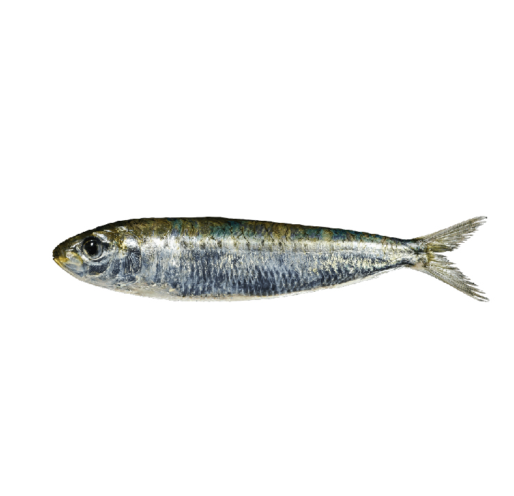 sardinha-04